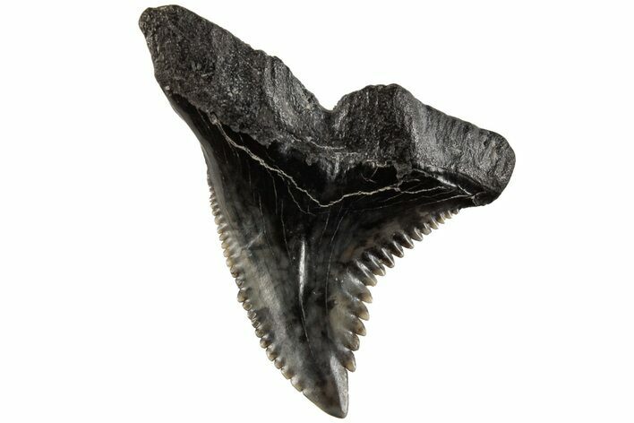 Serrated, Fossil Shark (Hemipristis) Tooth - South Carolina #202460